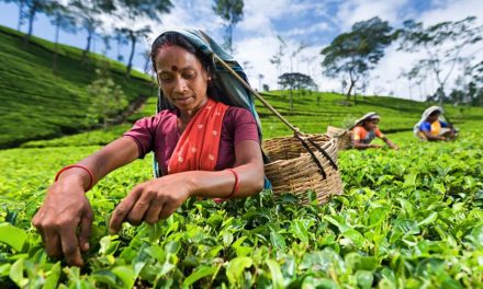 Transforming how tea is bought and sold in Sri Lanka